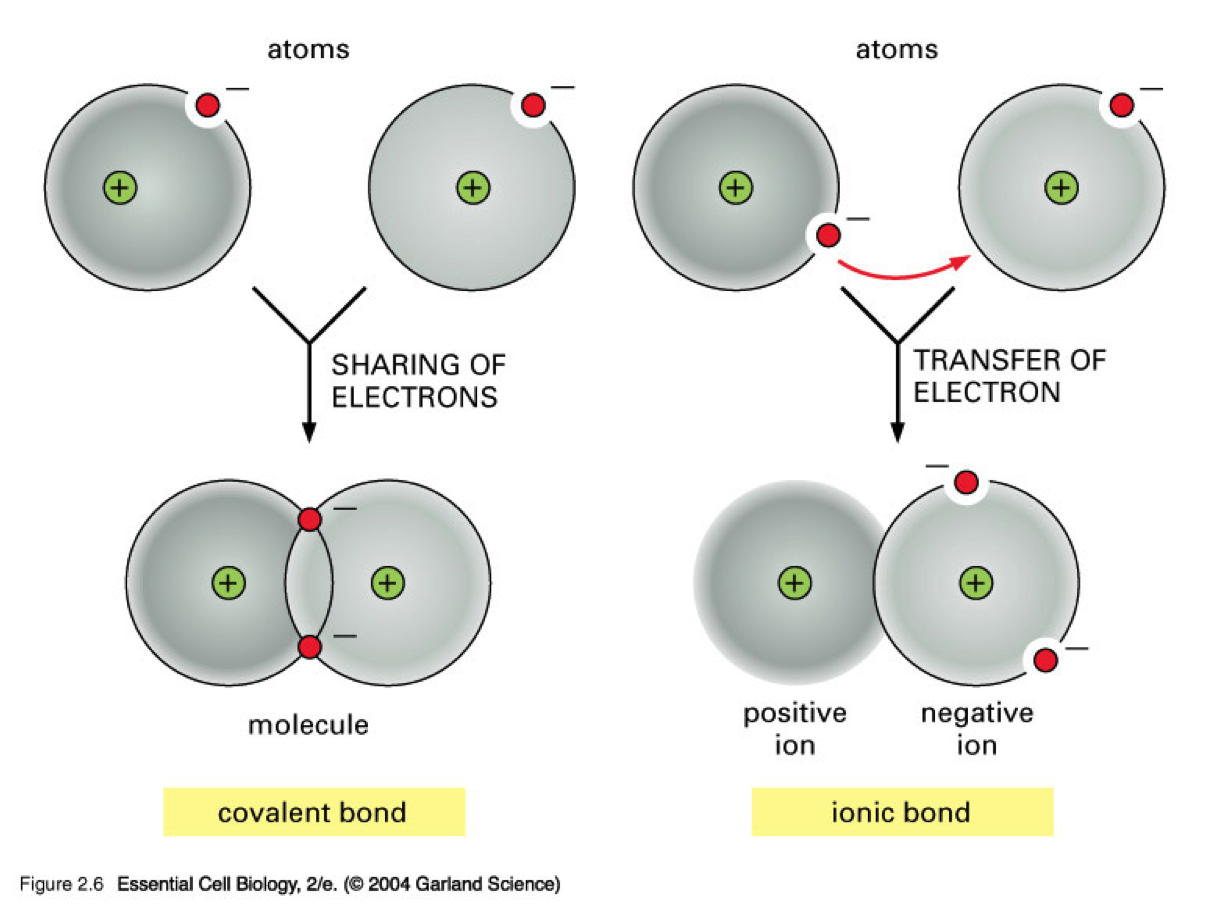 Chapter 5  Atoms And Bonding â Physical â Science â Middle